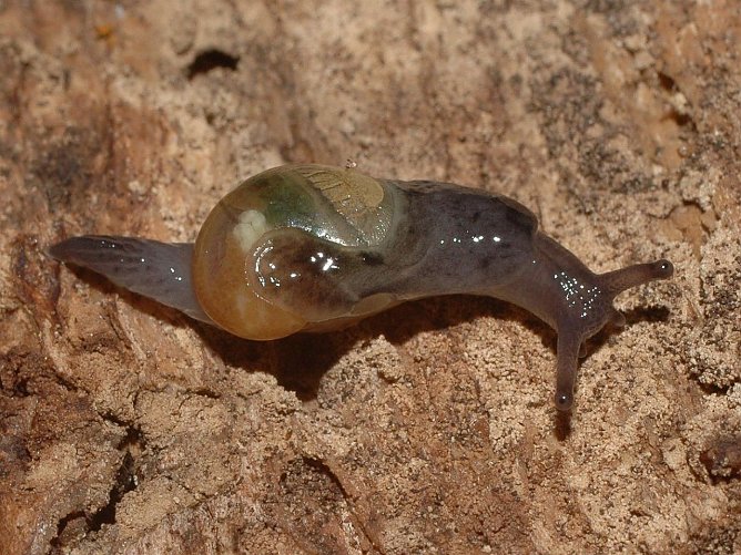 Glasschnecke (Foto: Walter Wimmer)