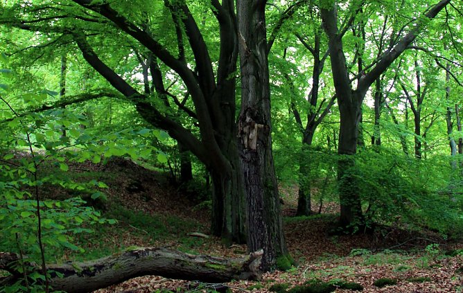 Alter Stolberg (Foto: privat)