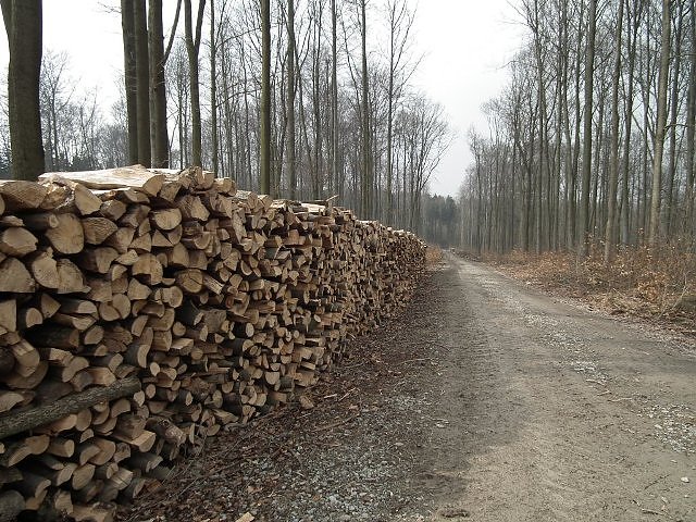 Brennholz am Weg (Foto: ThüringenForst) Brennholz am Weg (Foto: ThüringenForst)