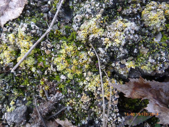 Wichtig für die Natur (Foto: Bodo Schwarzberg) Wichtig für die Natur (Foto: Bodo Schwarzberg)