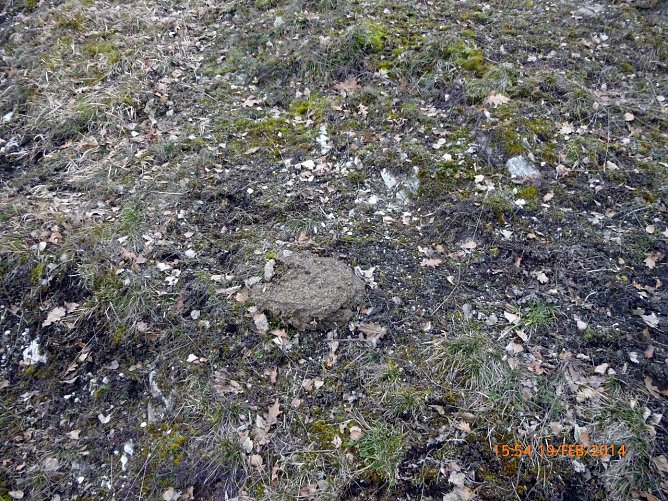 Kuhfladen (Foto: Bodo Schwarzberg) Kuhfladen (Foto: Bodo Schwarzberg)