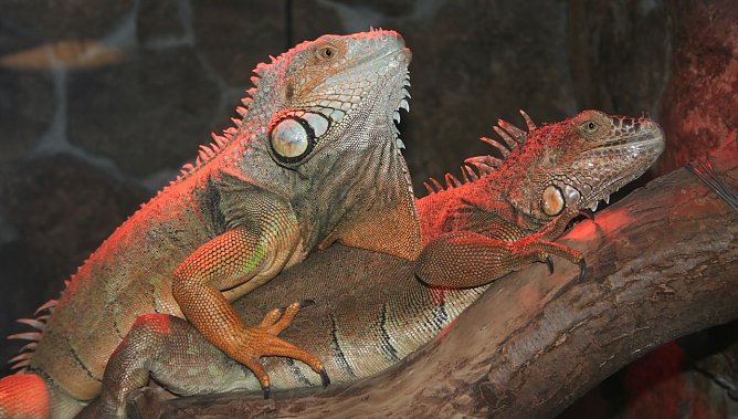 Nachts im Zoo (Foto: privat)