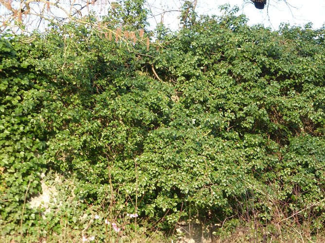 Wildwuchs zerst&ouml;rt Stadtmauerreste (Foto: W. Kaiser)