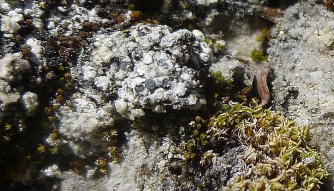 Vom Aussterbe bedroht (Foto: Bodo Schwarzberg) Vom Aussterbe bedroht (Foto: Bodo Schwarzberg)