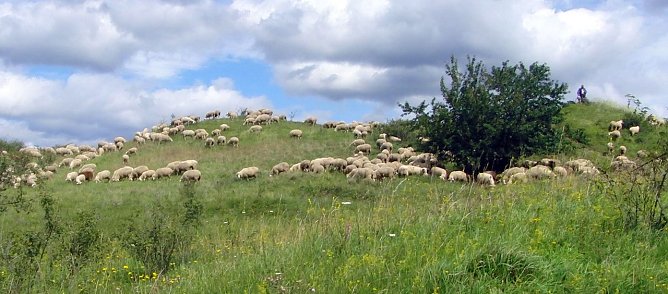 Schafe beim Weiden (Foto: Bodo Schwarzberg) Schafe beim Weiden (Foto: Bodo Schwarzberg)