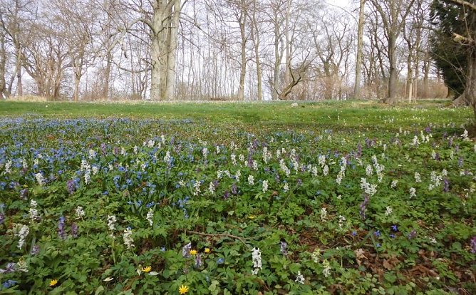 Nahrung f&uuml;r die Bienen (Foto: privat)