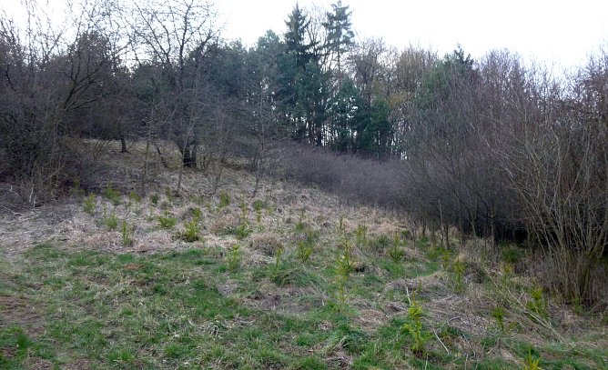 Fragw&uuml;rdige Aufforstung (Foto: Bodo Schwarzberg)