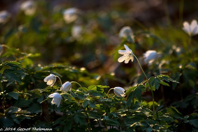 Wetter-Bild (Foto: Gernot Thelemann)