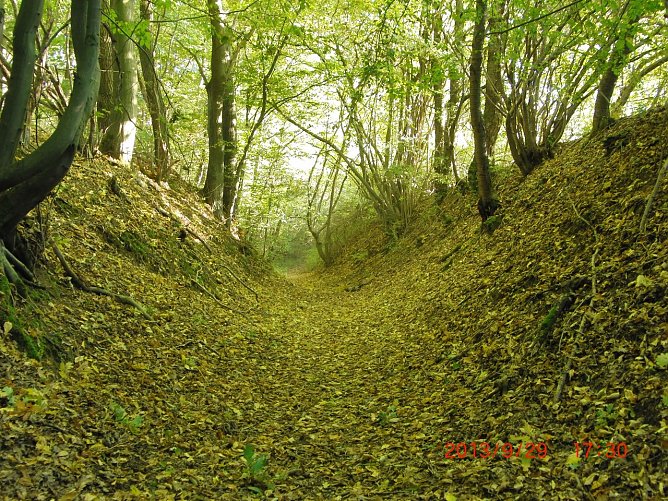 Hohlweg in der Rüdigsdorfer Schweiz (Foto: Bodo Schwarzberg) Hohlweg in der Rüdigsdorfer Schweiz (Foto: Bodo Schwarzberg)