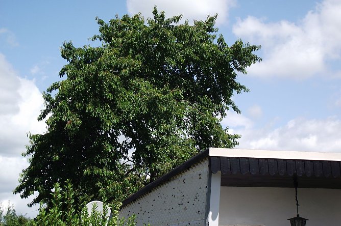 Streitfall Baum (Foto: Kurt Frank)