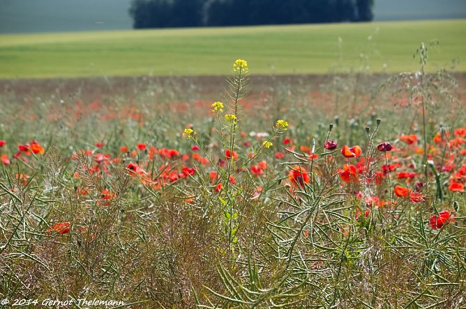 Wetter-Bild (Foto: Gernot Thelemann)
