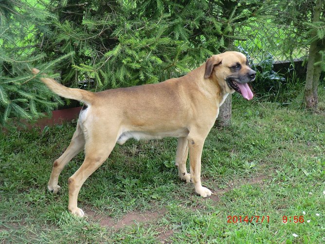 Bruno (Foto: C. Knust) Bruno (Foto: C. Knust)