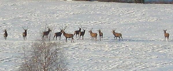 Rudelbildung (Foto: Matzelle)