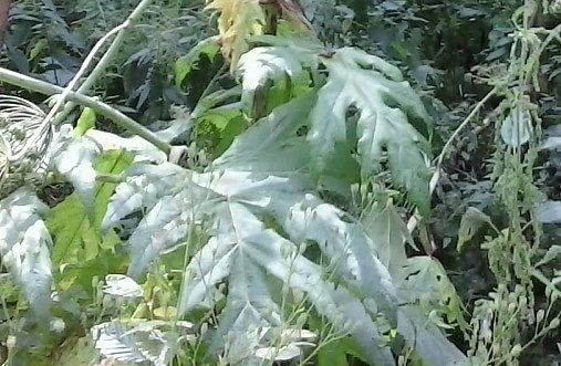 Aufpassen am Wanderweg (Foto: Karl-Heinz Herrmann)