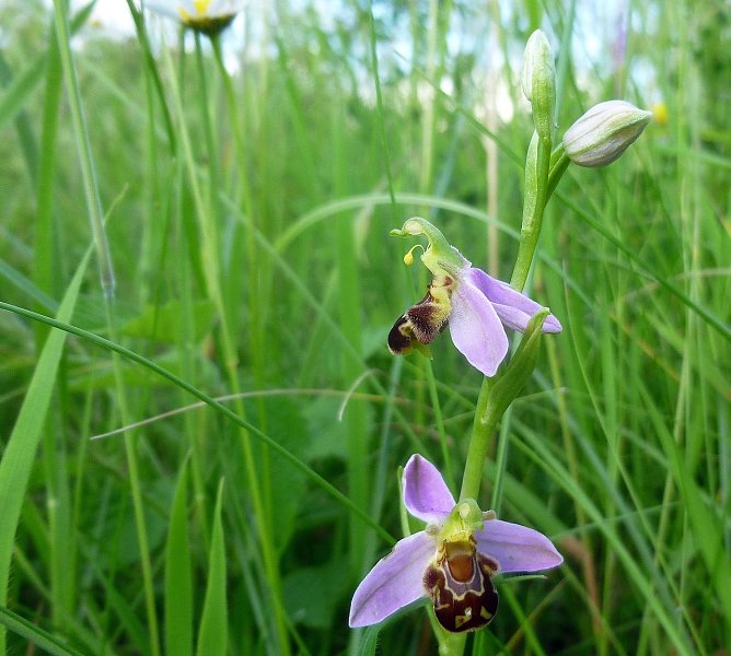 Natur (Foto: Bodo Schwarzberg)