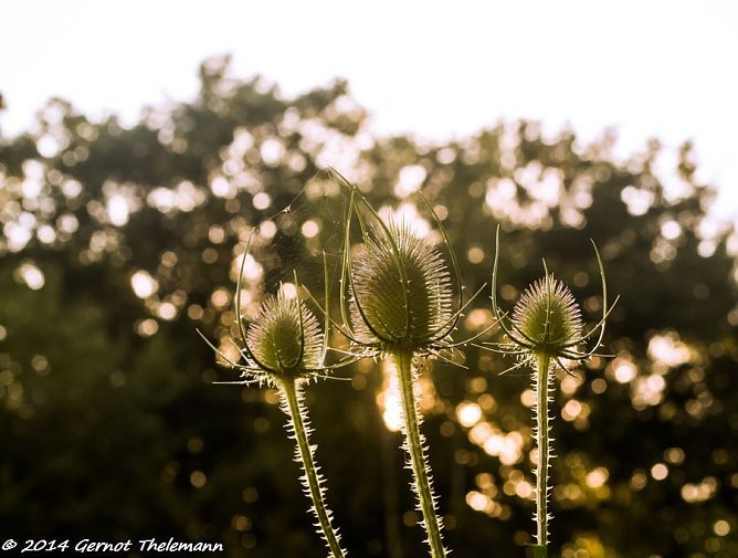 Wetter-Bild (Foto: Gernot Thelemann)