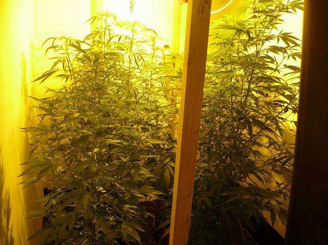 Cannabisanbau im Kleingarten (Foto: Polizeiinspektion Kyffh&auml;user)