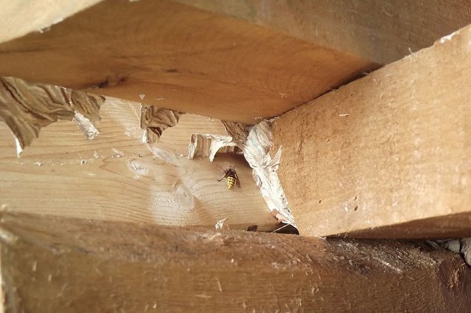 Verstecktes Nest (Foto: Kurt Frank) Verstecktes Nest (Foto: Kurt Frank)