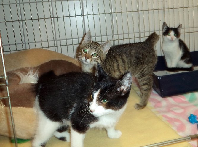 Dreierpack im Tierheim (Foto: C. Knust) Dreierpack im Tierheim (Foto: C. Knust)