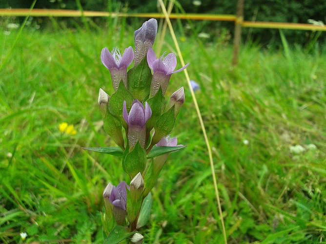 Der Feld-Enzian ist mitteleuropaweit stark gef&auml;hrdet (Foto: Bodo Schwarzberg)