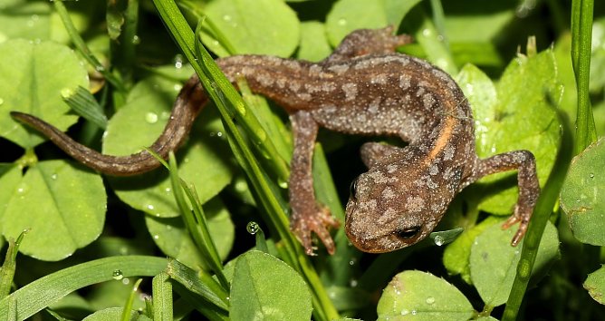 Spaziergang im Regen (Foto: Berti Voigt) Spaziergang im Regen (Foto: Berti Voigt)