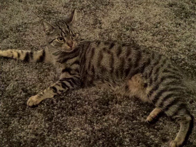 Katze gesucht (Foto: privat) Katze gesucht (Foto: privat)