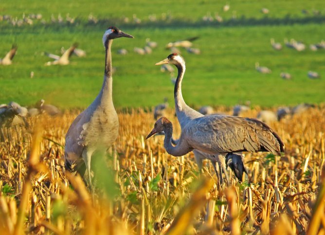 Die Rast der grauen Kraniche (Foto: Jost R&uuml;nger)