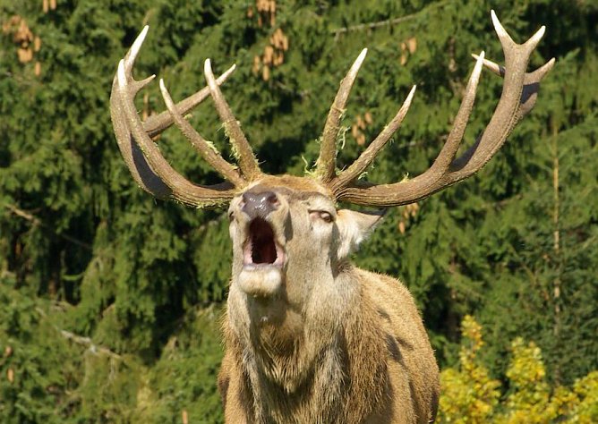 Da r&ouml;hrt der Hirsch (Foto: Verband Deutscher Naturparke)