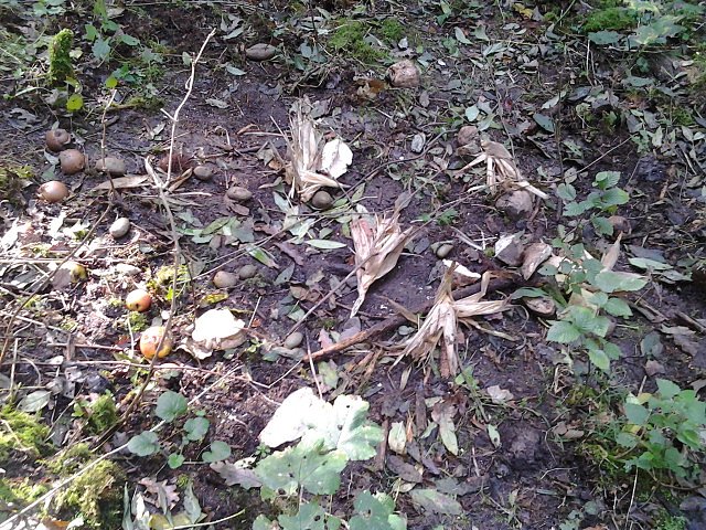 Futterstelle Heringen (Foto: privat)