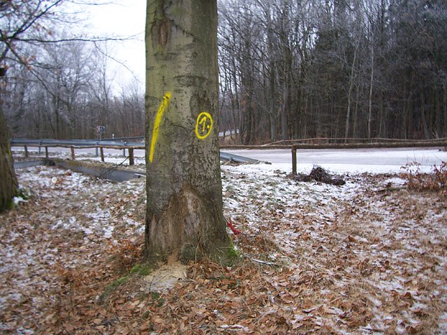 Am Ententeich im Kyffhäuserwald (Foto: Forstamt Oldisleben) Am Ententeich im Kyffhäuserwald (Foto: Forstamt Oldisleben)