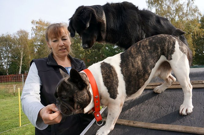 Hundeschule (Foto: Sandra Witzel)