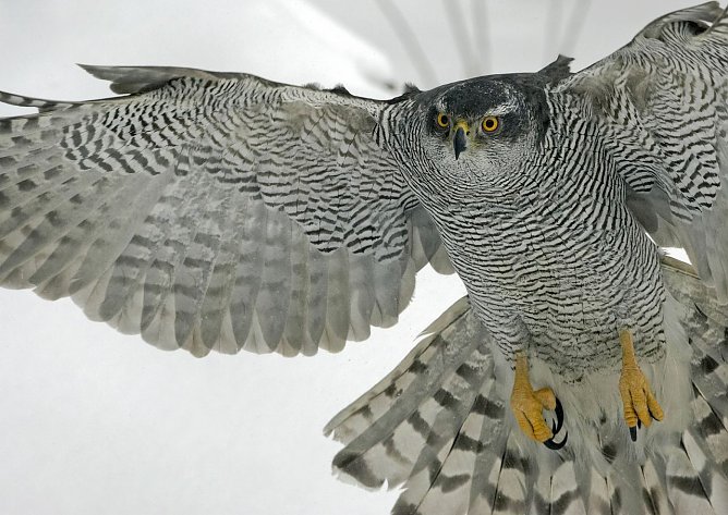 Vogel des Jahres 2015 (Foto: NABU)