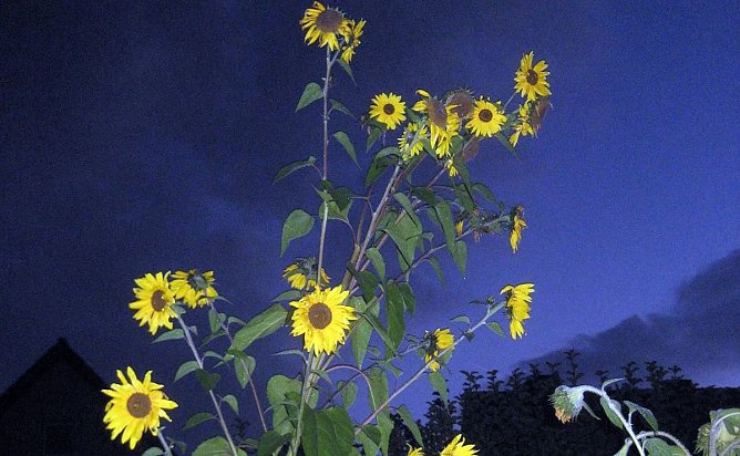 "Sonne" in der Nacht (Foto: Dieter Stockhausen)
