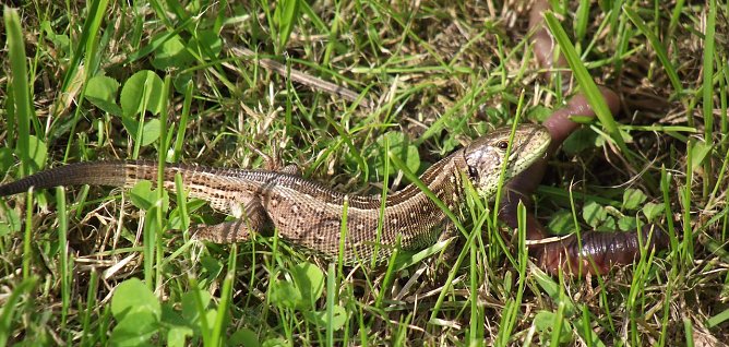 Noch einen Wurm (Foto: Rosalinde Frank) Noch einen Wurm (Foto: Rosalinde Frank)