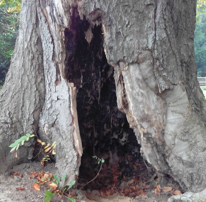 Die Blutbuche in der Promenade ist derart ausgeh&ouml;hlt, das die Standsicherheit nicht mehr gegeben ist (Foto: Patrick Grabe)
