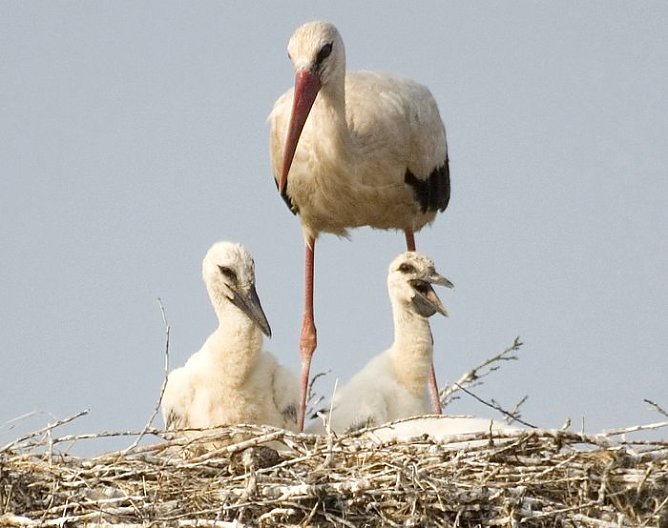Nachwuchs f&uuml;r G&ouml;rsbach (Foto: Junker)