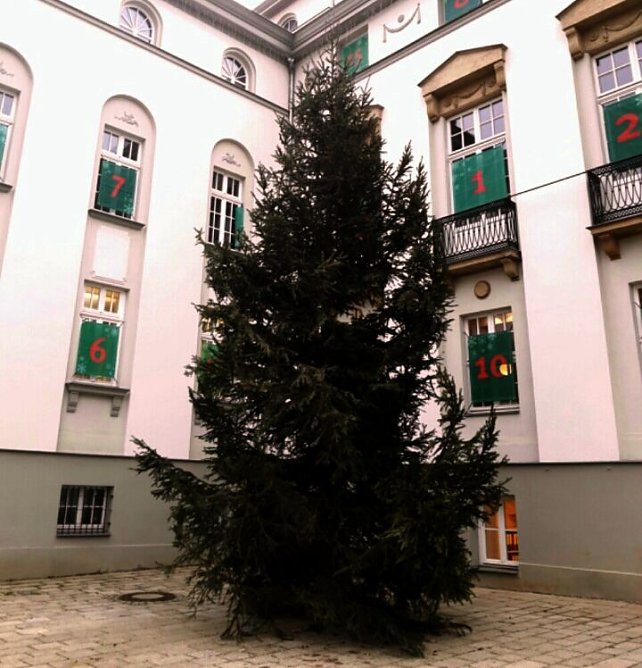 Der gr&ouml;&szlig;te st&auml;dtische Weihnachtsbaum in Nordhausen steht am Theater (Foto: Peter Blei)