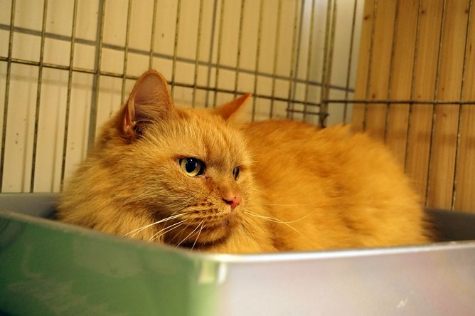 Kater (Foto: Sandra Witzel)