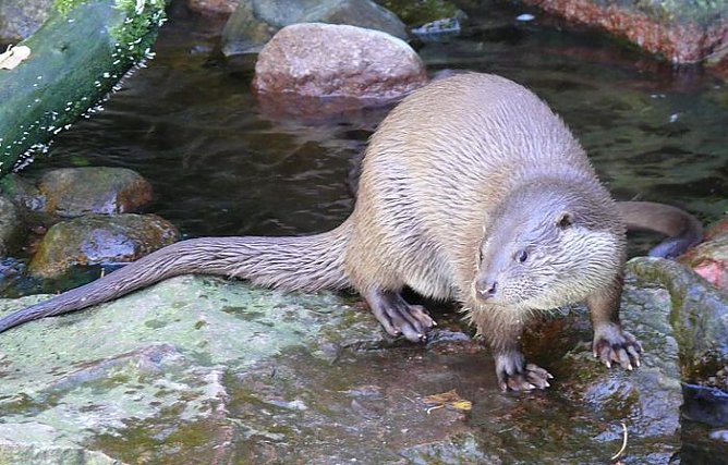 Der Fischotter ist angekommen (Foto: Wiki-Medien)