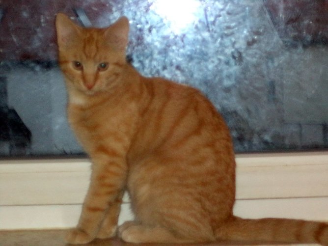 Robin wartet auf eine neue Familie (Foto: B. Hellrung) Robin wartet auf eine neue Familie (Foto: B. Hellrung)