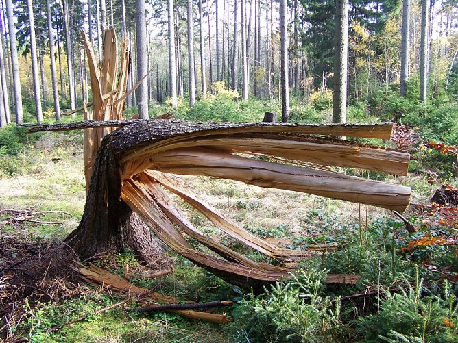 Zerborstene Fichte (Foto: Thüringenforst) Zerborstene Fichte (Foto: Thüringenforst)