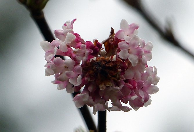 Fr&uuml;hlingsboten? (Foto: nnz)