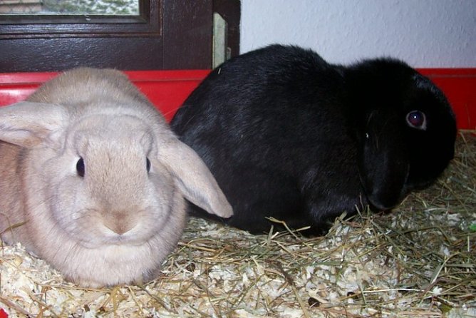 Tier der Woche (Foto: Tierheim)