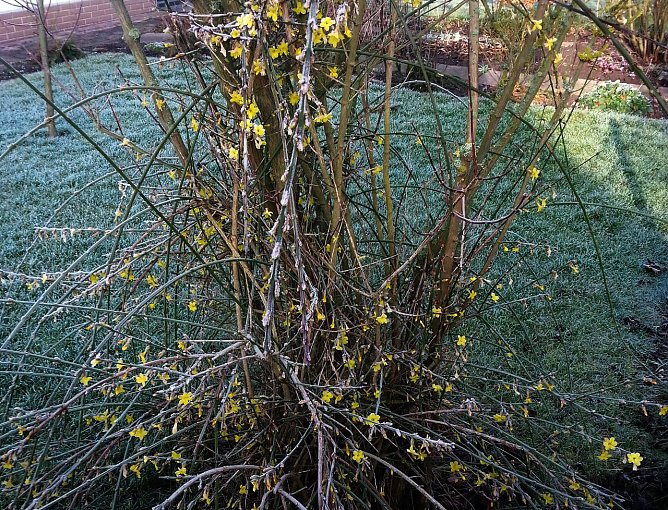 Ist denn schon Fr&uuml;hling? (Foto: privat)