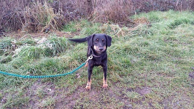 Pitti (Foto: B. Hellrung)