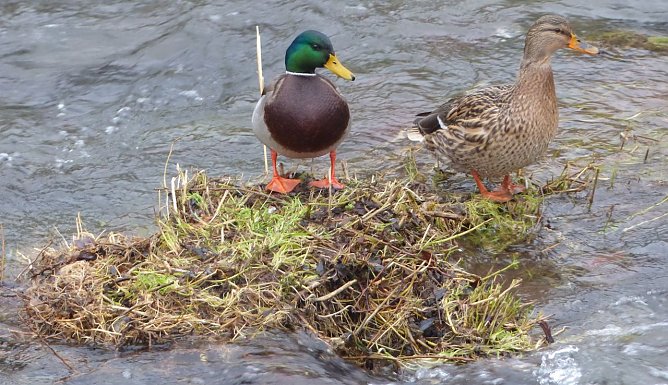 Bald wieder Ruhe für das Federvieh (Foto: nnz) Bald wieder Ruhe für das Federvieh (Foto: nnz)