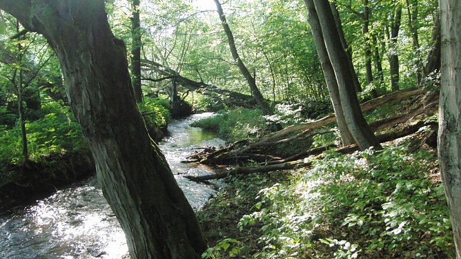 Der Fuhrbach (Foto: Bodo Schwarzberg) Der Fuhrbach (Foto: Bodo Schwarzberg)