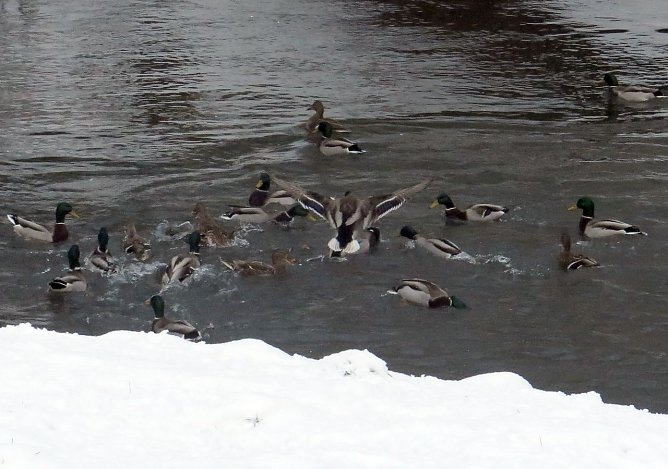 Winter im Park (Foto: nnz) Winter im Park (Foto: nnz)