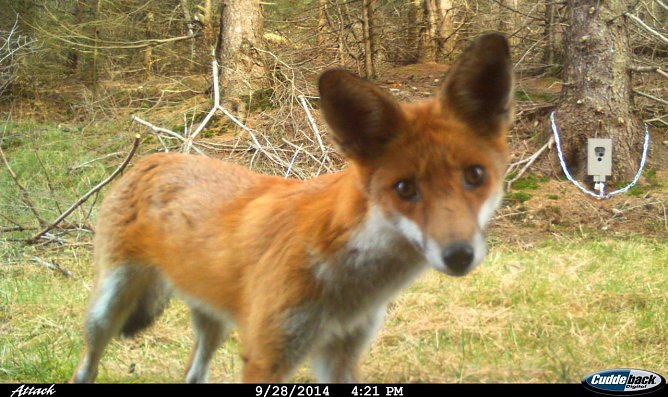 Auch F&uuml;chse kamen vor die Linse(n) (Foto: Nationalpark Harz)