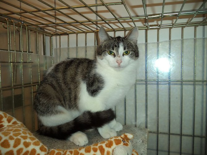 Tier der Woche: Brenda (Foto: Tierheim ndh)